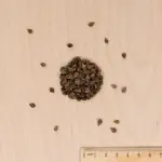 Plantes utiles - Engrais vert Sarrasin - BIO - Grand Modèle - MEDIA_3D